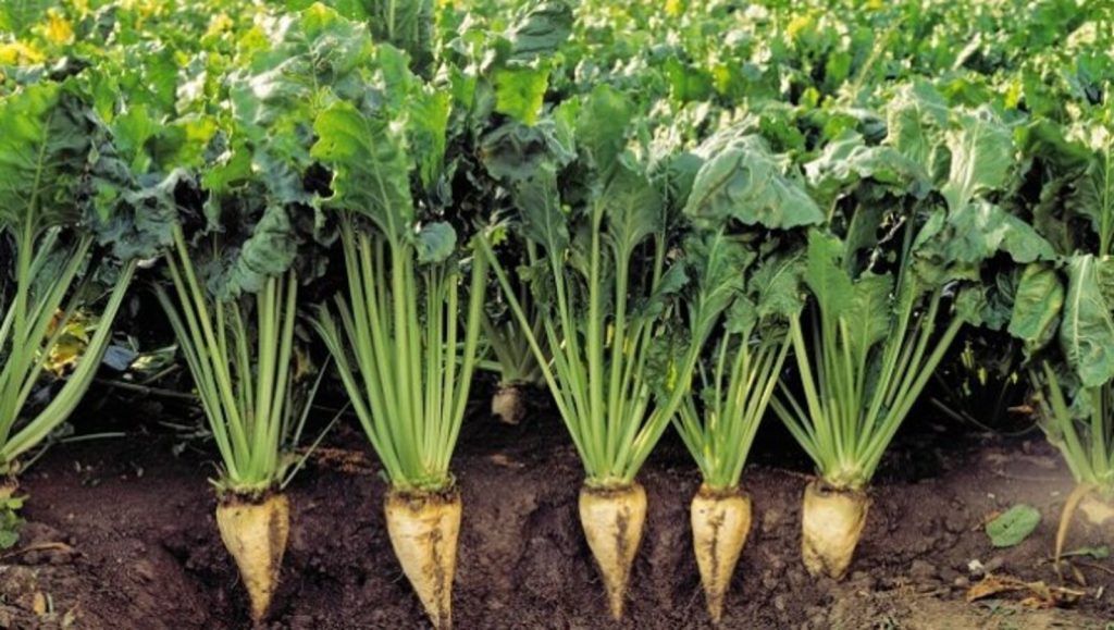 Жалаңаш ерлер мен пенистердің фотосуреттері