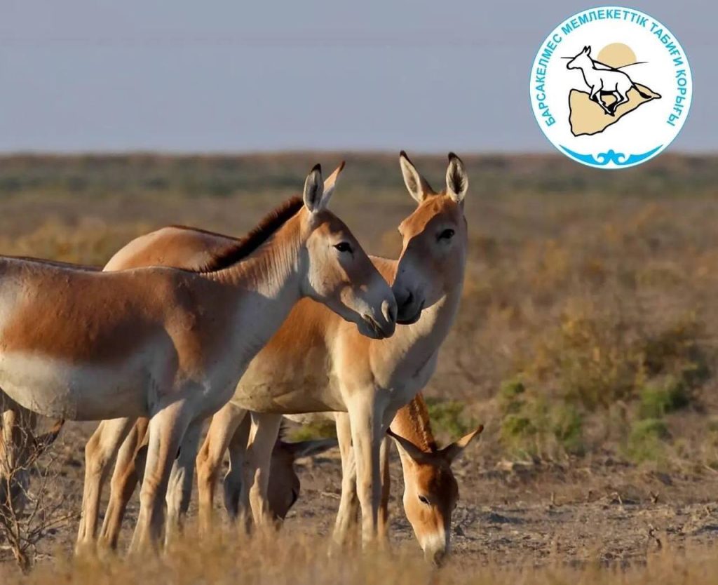 Видеода мастурбация жасап жатқан қыздар