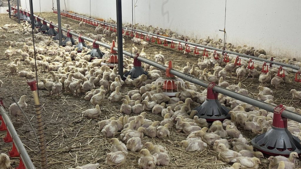 598748353 1162608446060398 1701303738057823242 n